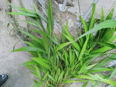 野生淡竹叶无杂质