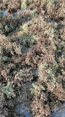 白芷籽,纯新白芷籽 白芷籽,纯新白芷籽