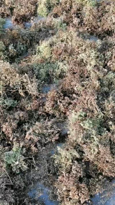 白芷籽，纯新白芷籽