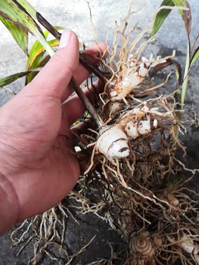 白芨出售紫花三叉白芨！4年茎块
