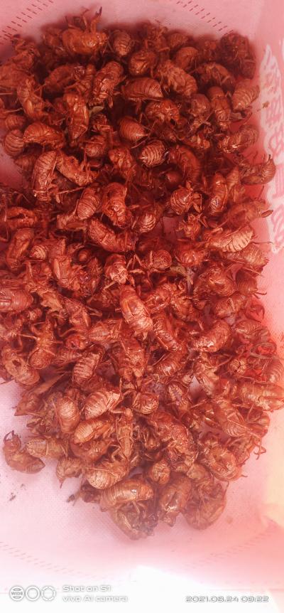 供应蝉壳