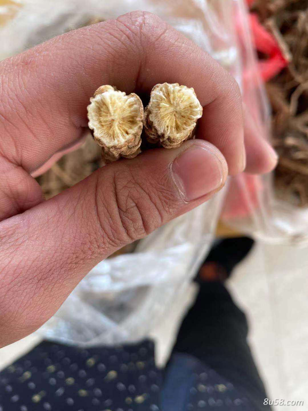 我是在黑龙江佳木斯种植防风的,大量出售,种植面积一百多亩,现货二十多吨 我是在黑龙江佳木斯种植防风的,大量出售,种植面积一百多亩,现货二十多吨