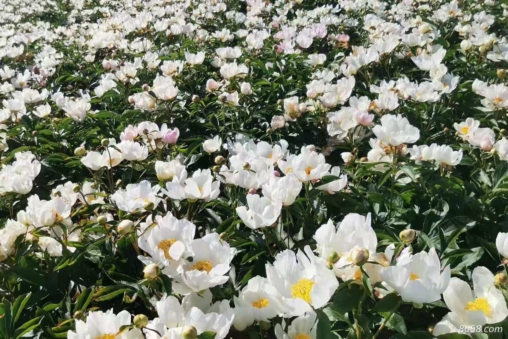 出售内蒙赤芍种子