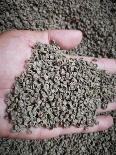 精选粉防己干籽，自己基地种植三年所采种子