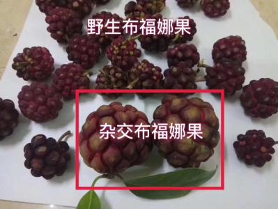 黑老虎，布福娜苗