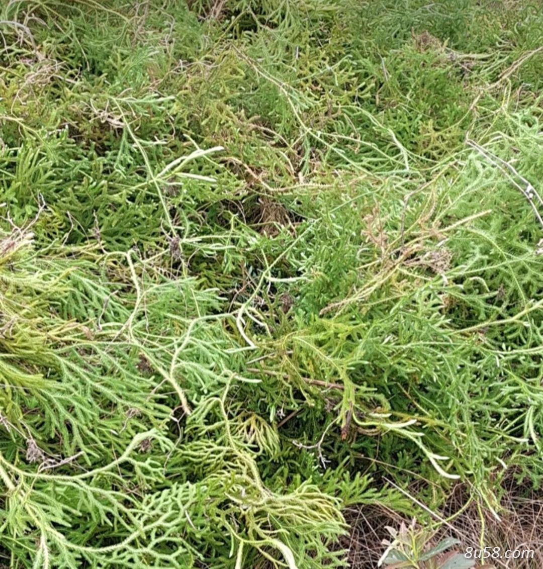 车前草，格妈兜现采现卖
