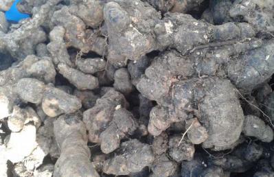 本人有一吨干猪苓