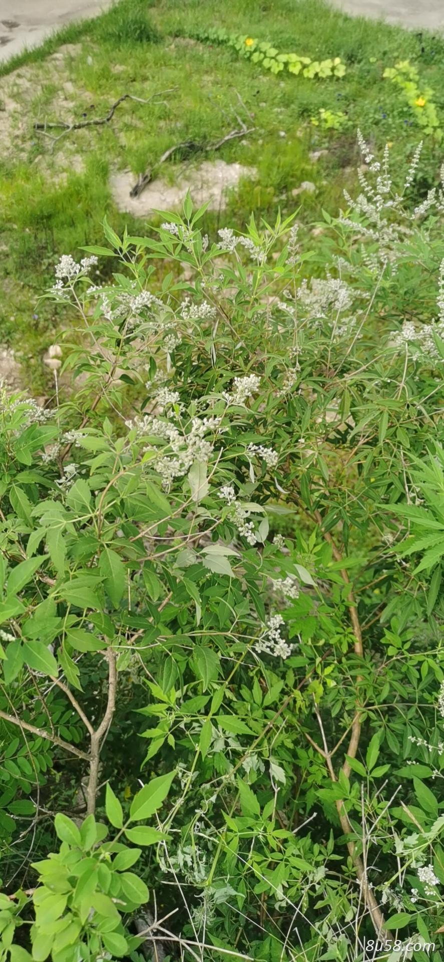 大量出售黄荆子