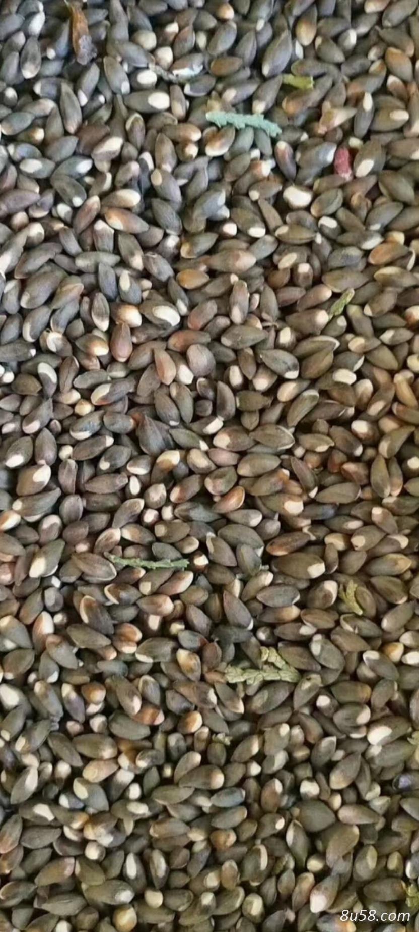 大量出售柏子