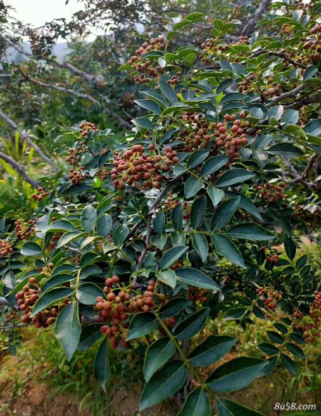 山区花椒