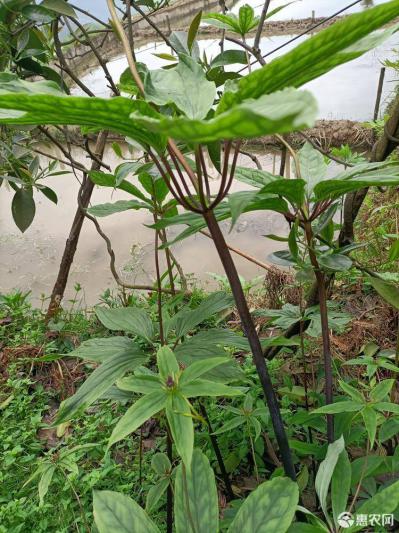 鲜品南重楼出售