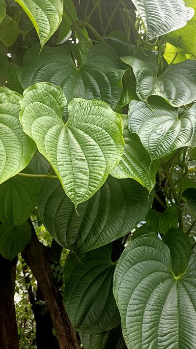 黄独出售点