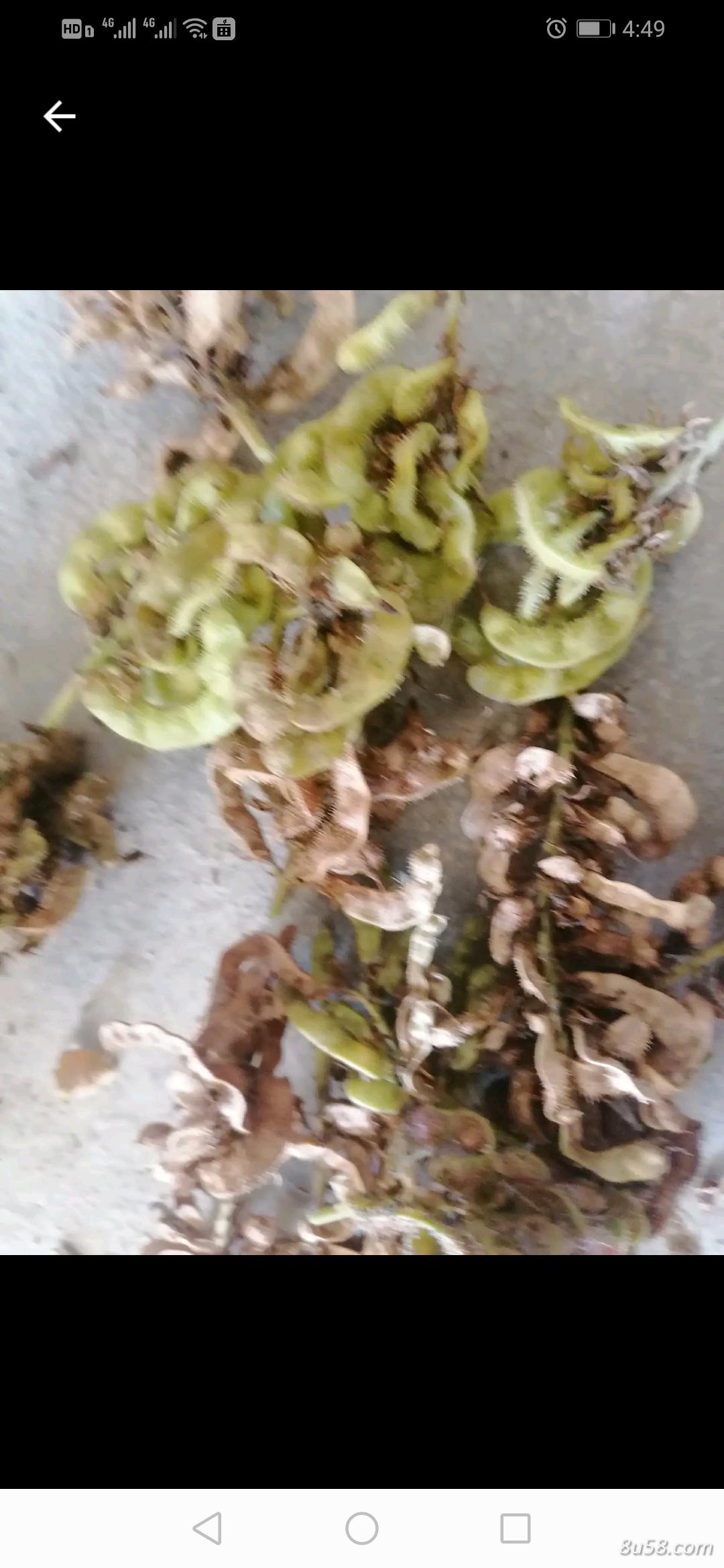 甘草种子（带皮）