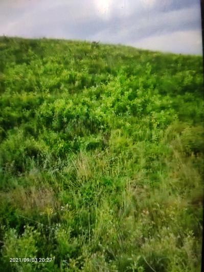 5年生山西浑源正北芪100亩