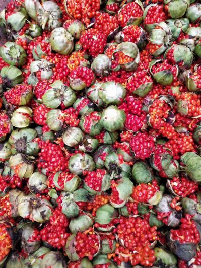 重楼种子