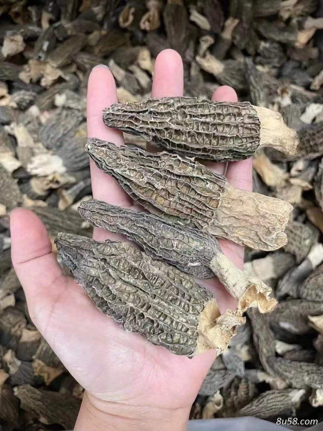 产地直销羊肚菌 各种规格