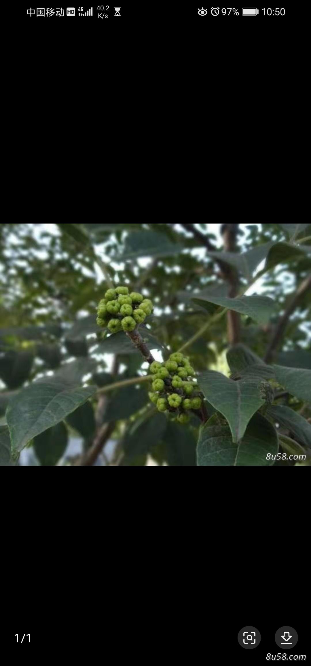 药材种植