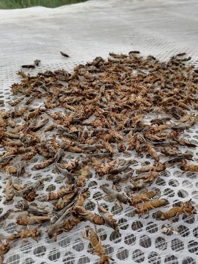 出售当年蝲蝲蛄（蝼蛄）干活