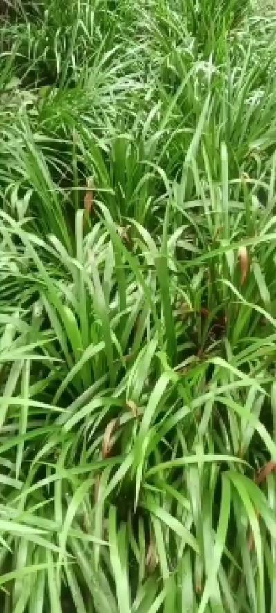 大量低价供应石菖蒲苗