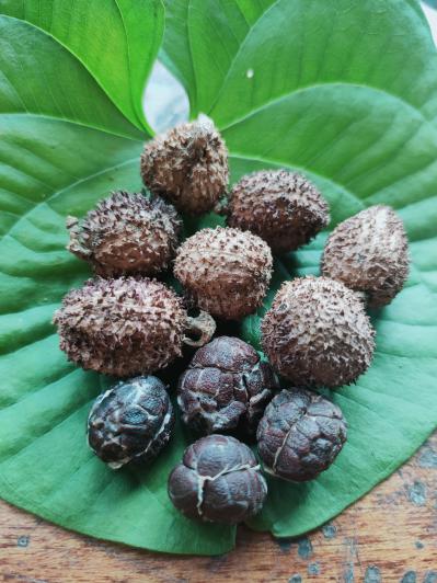 阳春砂仁（干果）