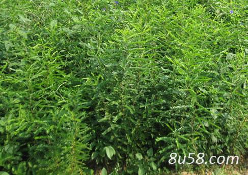 皂角苗-2年皂角苗-大刺皂角苗-皂角苗价格