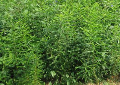 皂角苗-2年皂角苗-大刺皂角苗-皂角苗价格