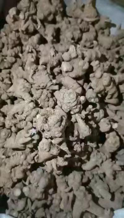 三七