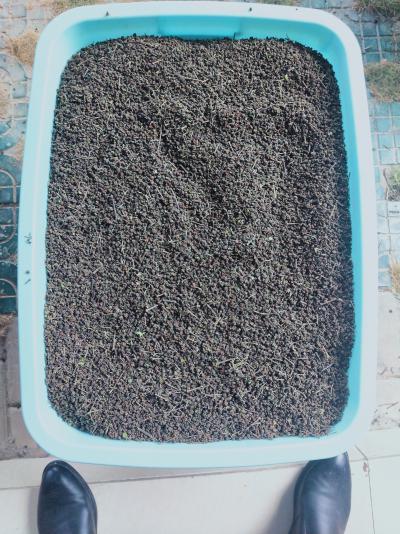 吴茱萸