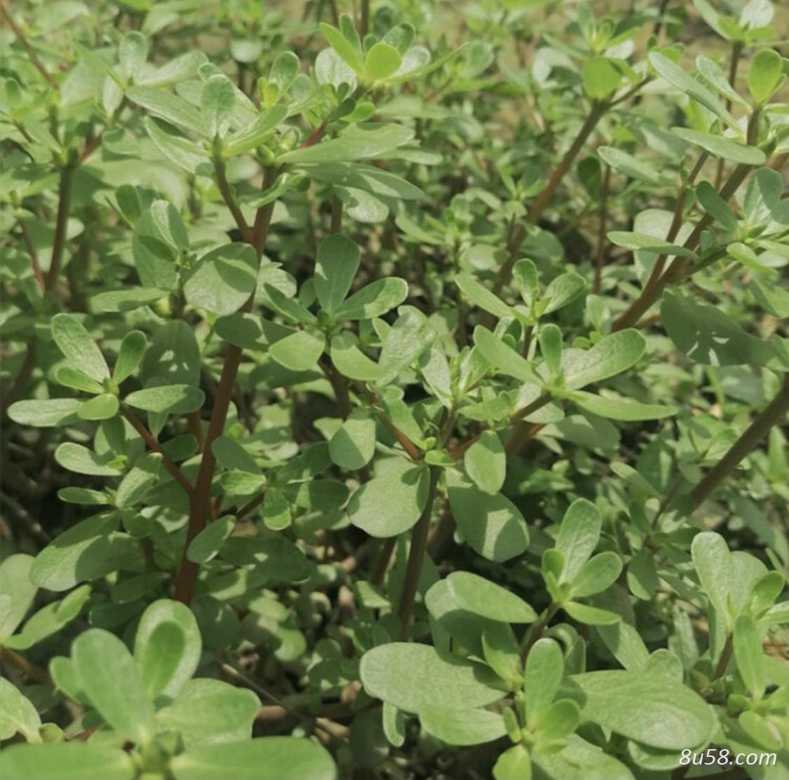 大量新鲜马齿苋