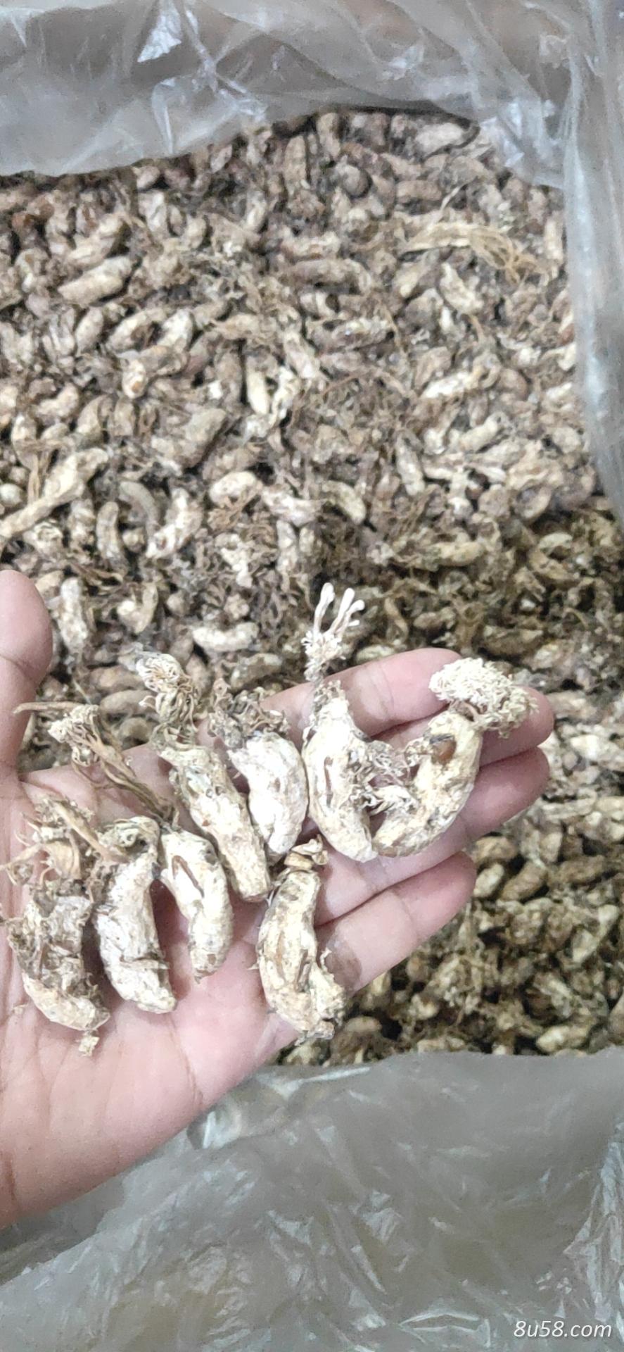 我有优质金蝉花供应 我有优质金蝉花供应