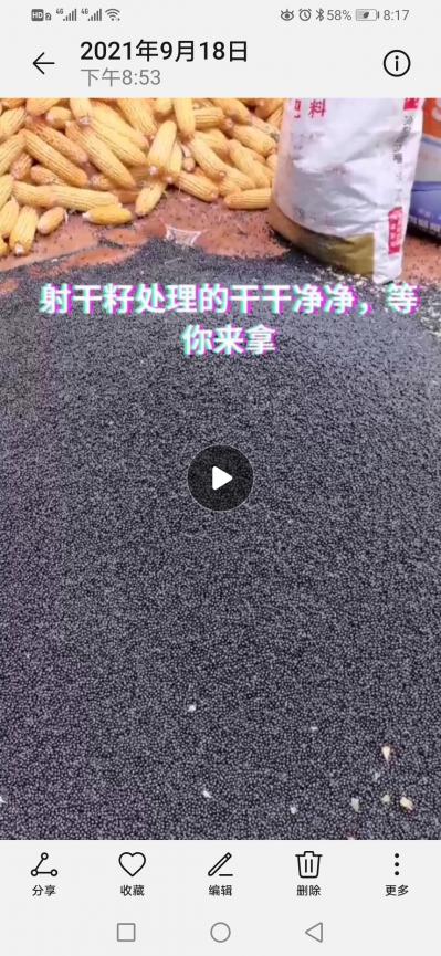二年新射干籽