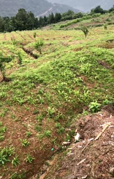 大量白芨出售