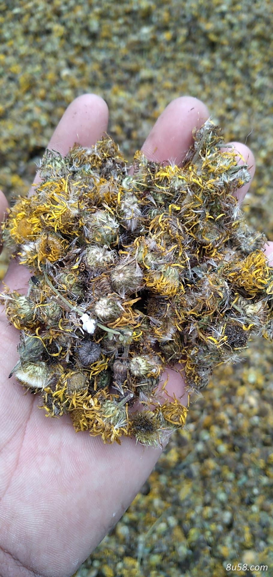旋覆花