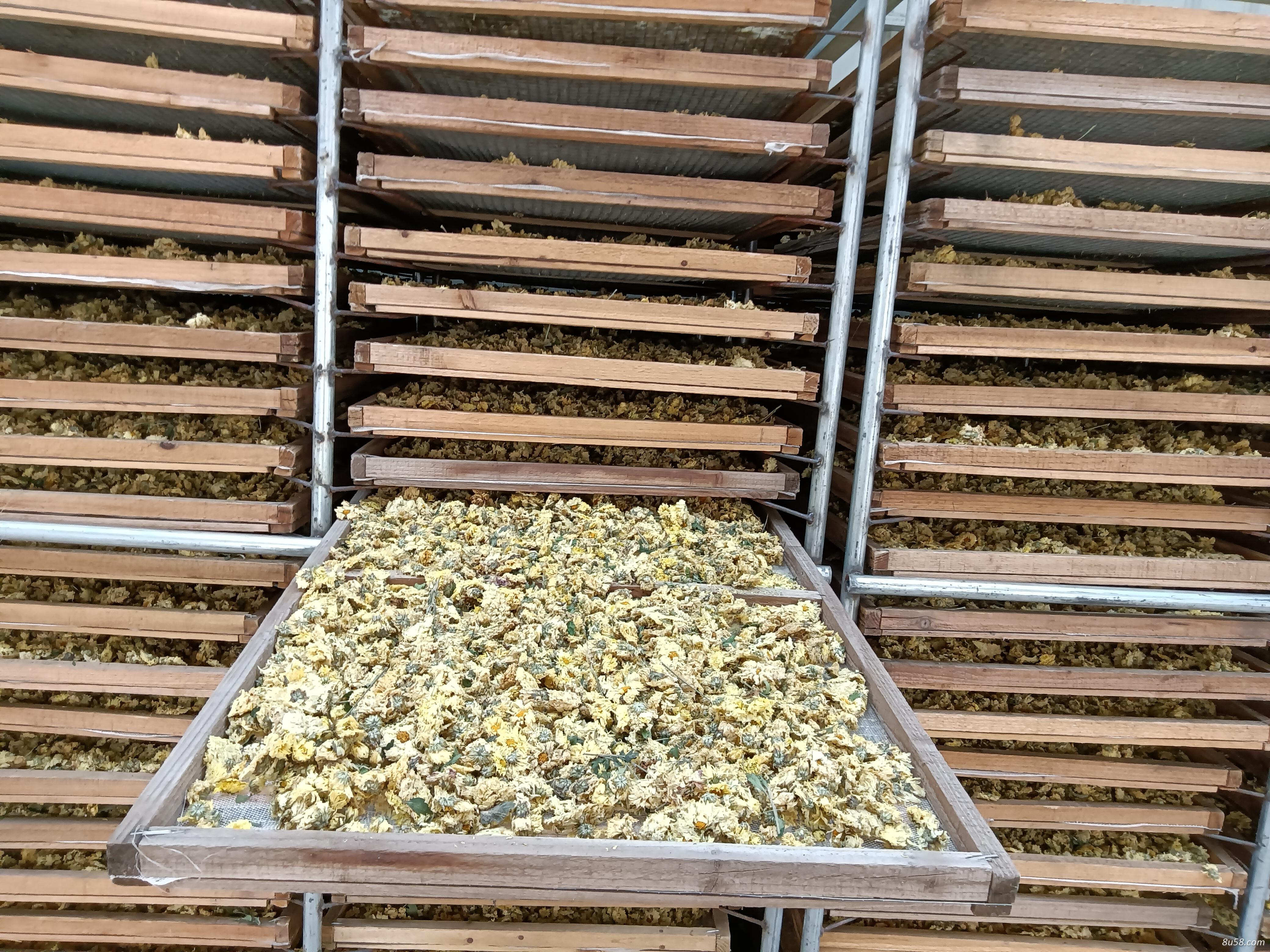 本年菊花杀青干品最新上市