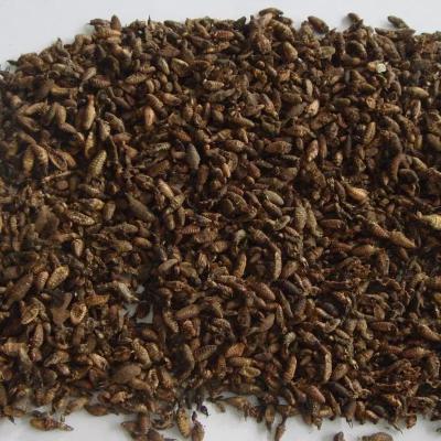 金沙牛 清水 金砂牛 砂牛虫 蚂岭虫地牯牛蚁狮
