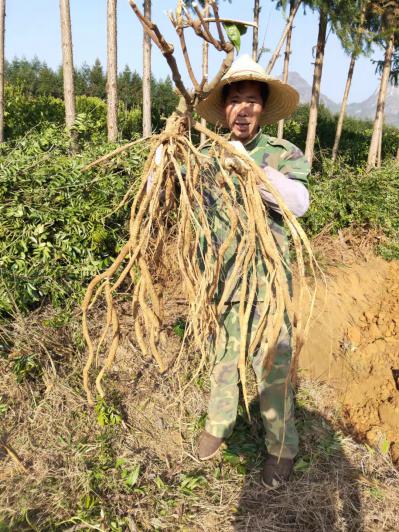 牛大力8年根大叶