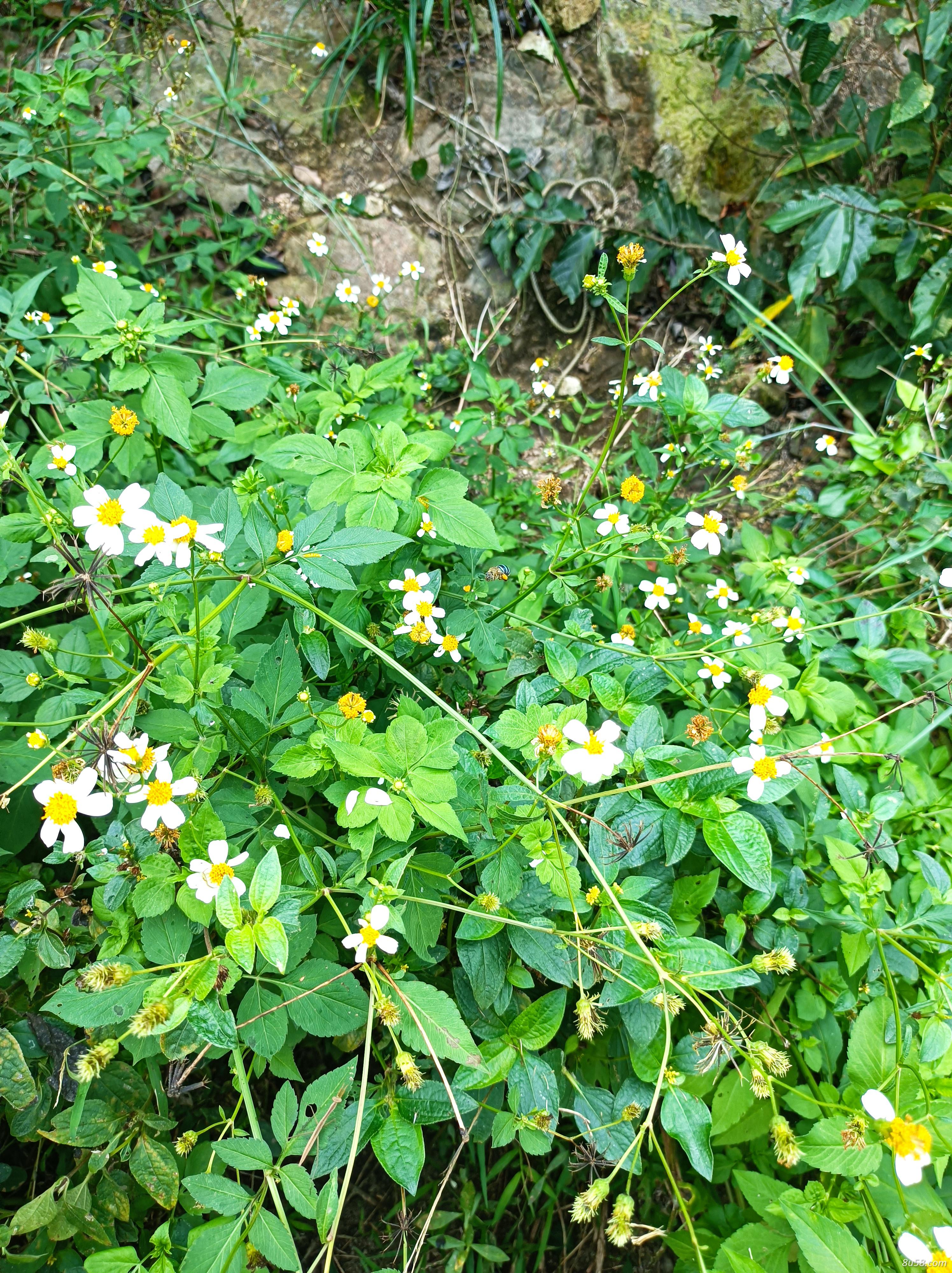 鬼针草