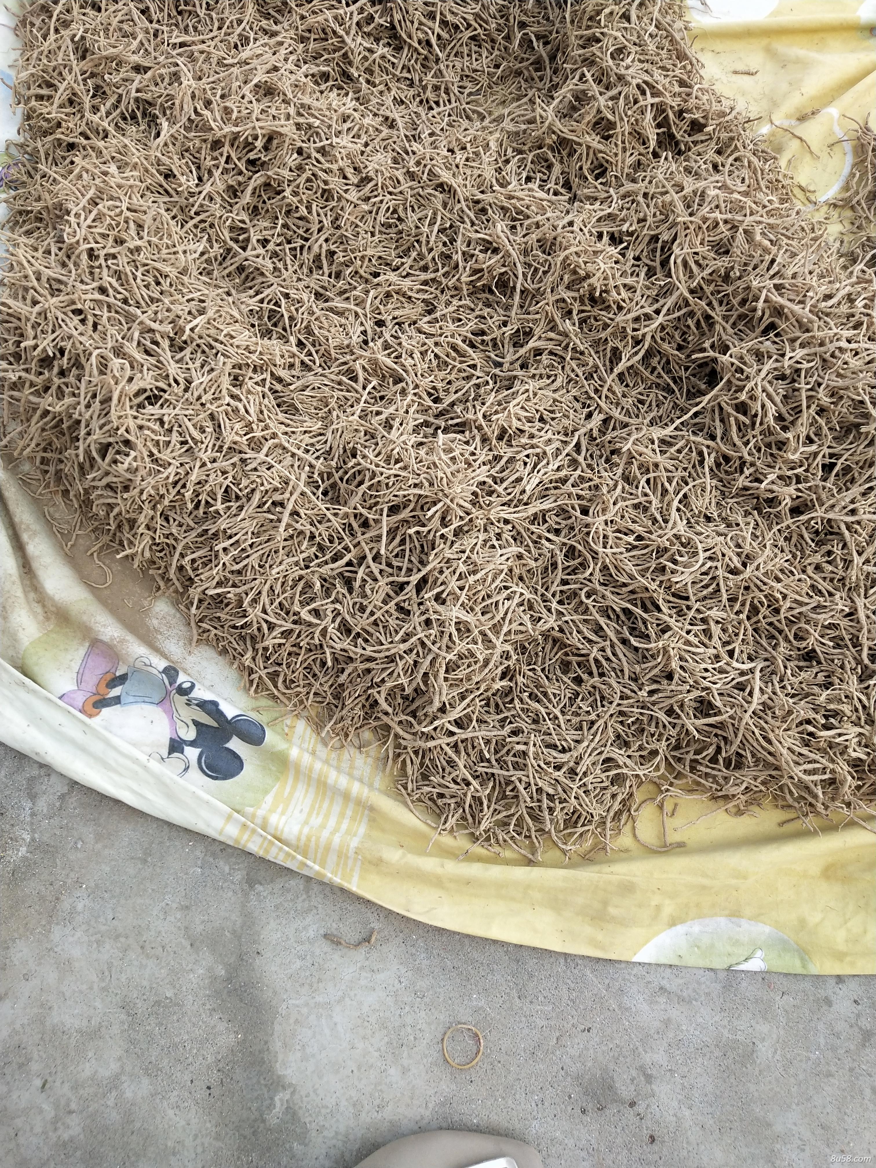 寻求远志收购商