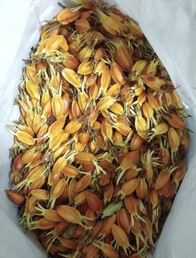 黄栀子货源300亩基地供应寻求合作鲜货干货皆有