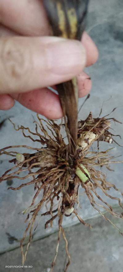 三叉白芨