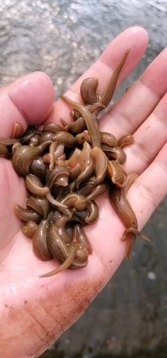 水蛭苗