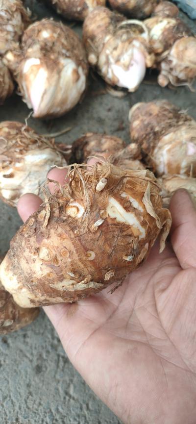 独角莲（丁毒豆）鲜货