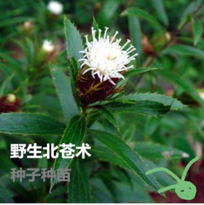 野生苍术移栽