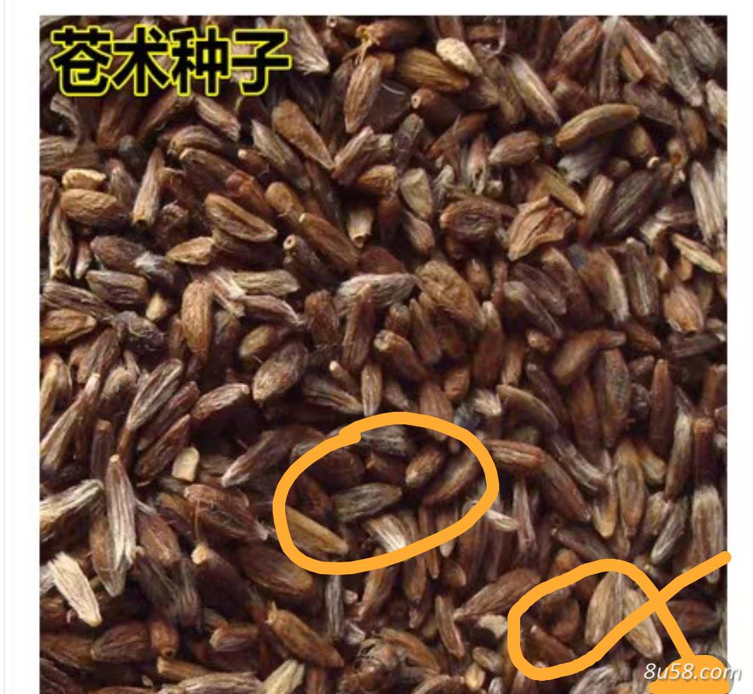 朱砂点苍术种子 朱砂点苍术种子