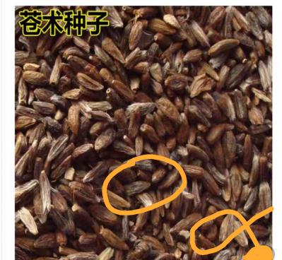 朱砂点苍术种子
