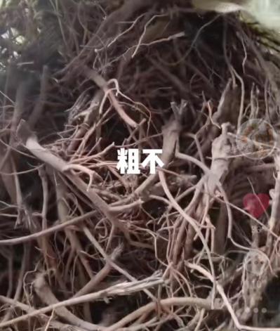 野生高含量药材柴胡