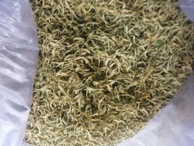 纯绿色金银花