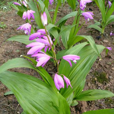 本人有几亩白芨想出售