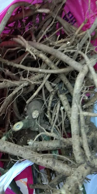 本人有一批野生种植山豆根出售