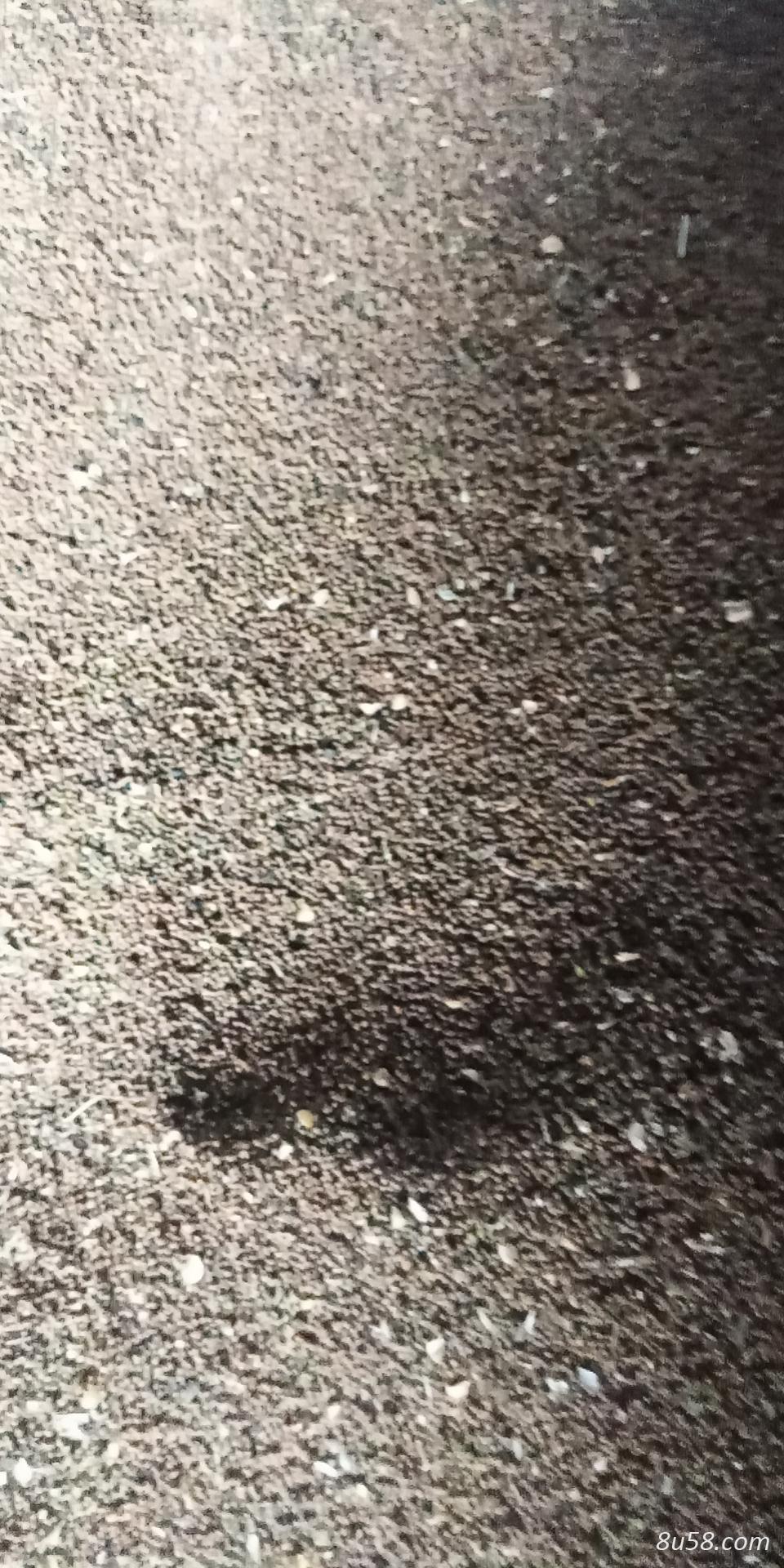 菟丝子急售
